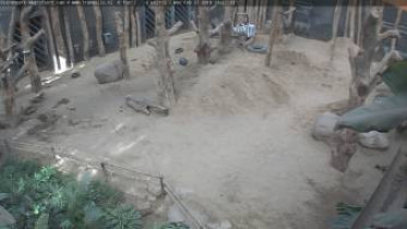 Webkamera előnézeti kép Amersfoort- ZOO