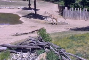 Webkamera előnézeti kép Brno - ZOO