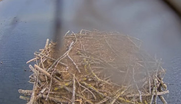 Webcam-Vorschaubild Rutland Water Nature Reserve