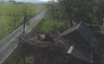 Immagine di anteprima della webcam Storks Supíkovice