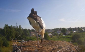 Immagine di anteprima della webcam Stary Sławacinek - Cicogne