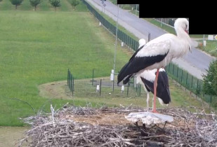 Immagine di anteprima della webcam Cicogne di Boguchwał