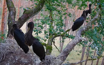 Webkamera előnézeti kép black stork Bolewice