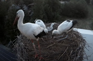 Webkamera előnézeti kép storks Ustroń