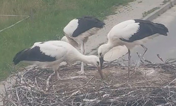 Webkamera előnézeti kép storks Czarna Górna