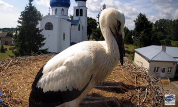 Webcam-Vorschaubild Storch Jaczno