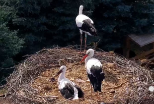 Webcam-Vorschaubild storks Klekusiowo