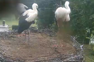 Immagine di anteprima della webcam storks Tyrawa Woloska