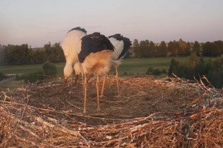 Immagine di anteprima della webcam Cicogne di Raszków