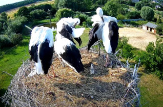 Webkamera előnézeti kép storks Lublewo