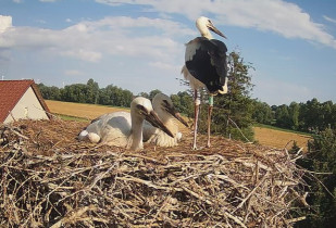 Webkamera előnézeti kép storks Mokry Dwór