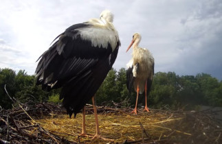 Preview webcam image storks Niepołomice