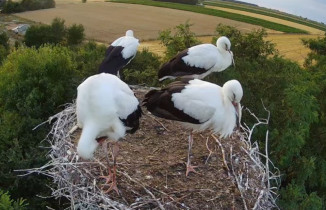 Immagine di anteprima della webcam Cicogne Pasiek